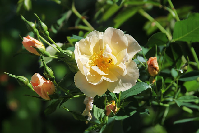 roses, Above and Beyond Rose, Garden, Summer, Anne Butera, My Giant Strawberry