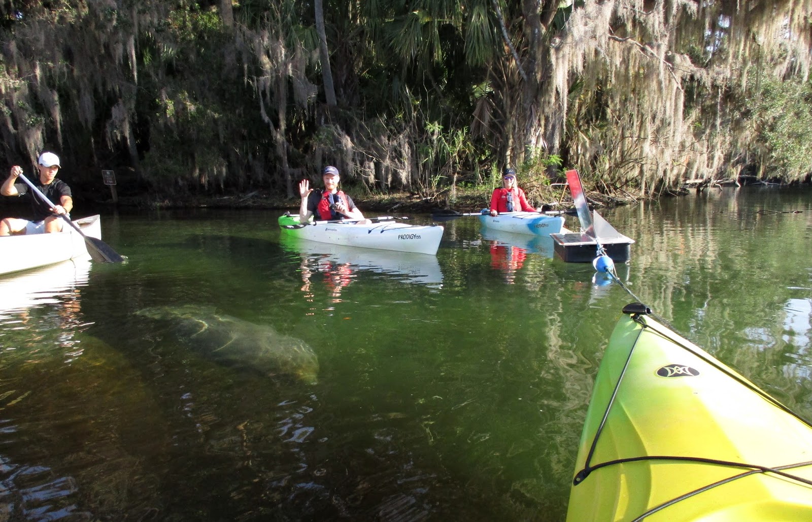 Central Florida Kayak Tours Kayaking with the Florida Manatees