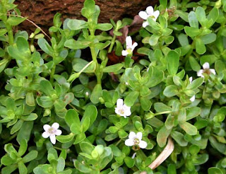 Brahmi (Bacopa Monnieri)