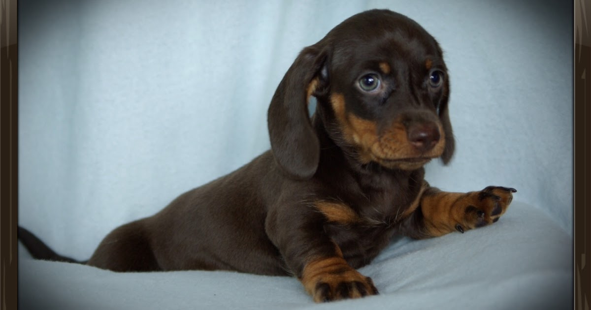 Daisy's Pups Reevesdachs Miniature Dachshunds
