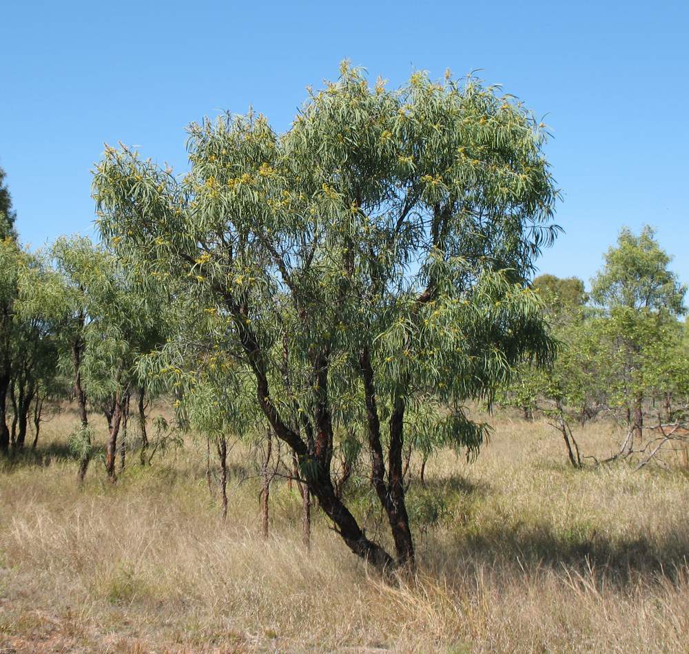 falcata tree philippin news collections