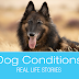 What Would You Do if It Was Your Dog: R.G. Hind End Lameness and
Paralysis