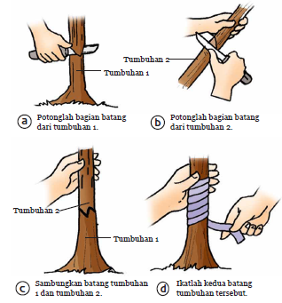 Vegetatif adalah