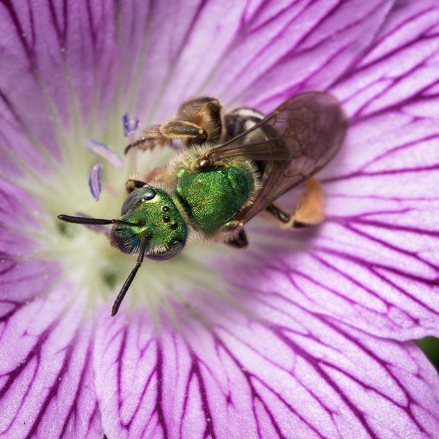 Cottage Grove Garden Club Our Native Bees October Presentation