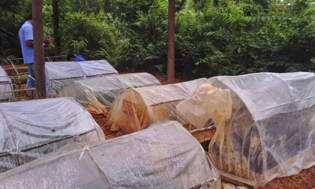 membuat green house sederhana green house sederhana