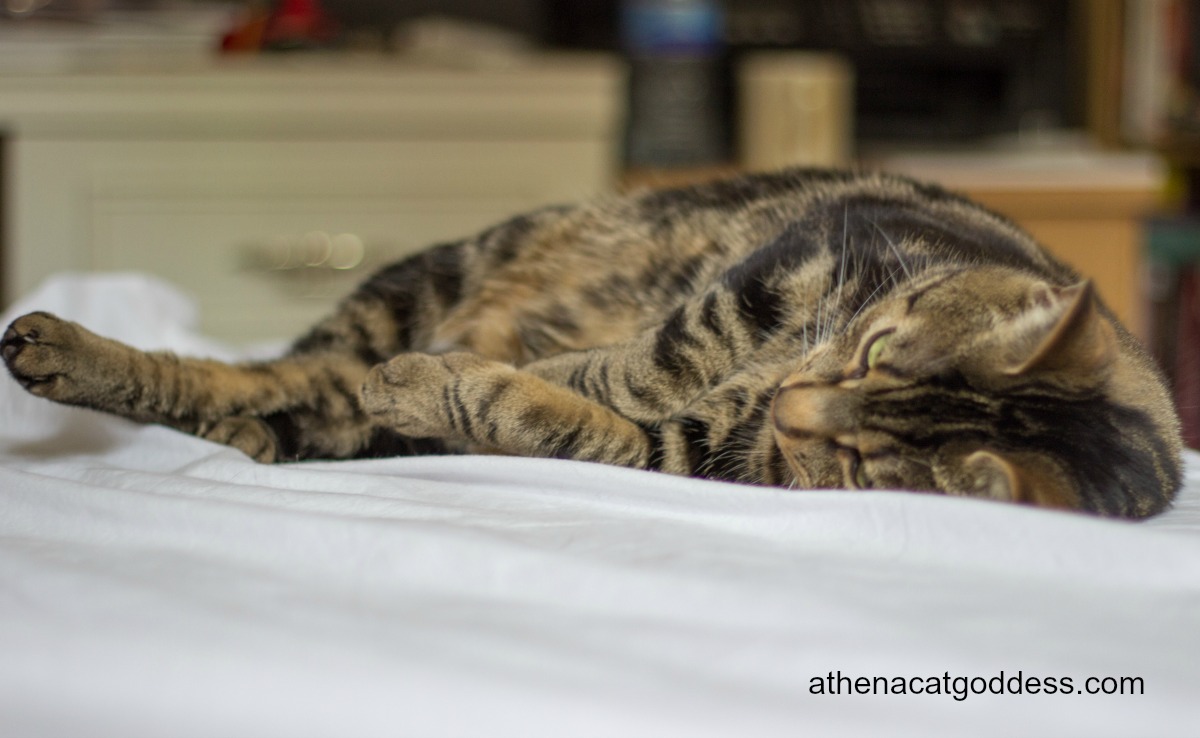 Athena Cat Goddess Wise Kitty Wordless Wednesday 5 Ways to Keep Your Cat Cool on Hot Days