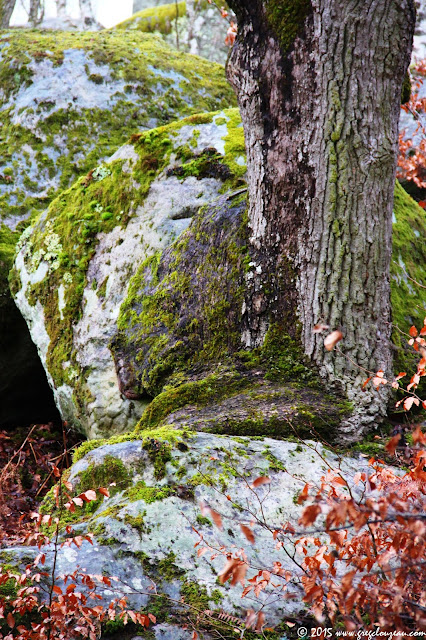 Chêne sur rocher, Gorges d'Apremont, Fontainebleau, (C) 2015 Greg Clouzeau
