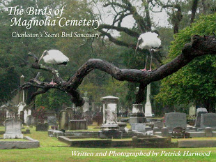 "The Birds of Magnolia Cemetery: Charleston's Secret Bird Sanctuary"