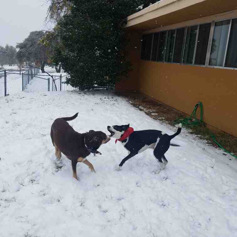 Creature Comforts Pet Sitting Service Fun In The Snow