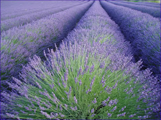 Lavanda como manter, propriedades