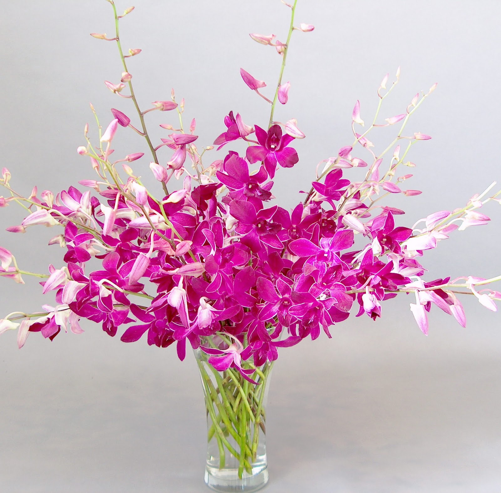 Online Orchid Flower Delivery Orchidaceous! Orchid Blog