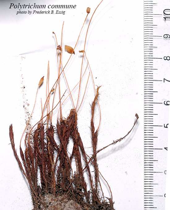 Botany Professor Mosses Of Central Florida 20