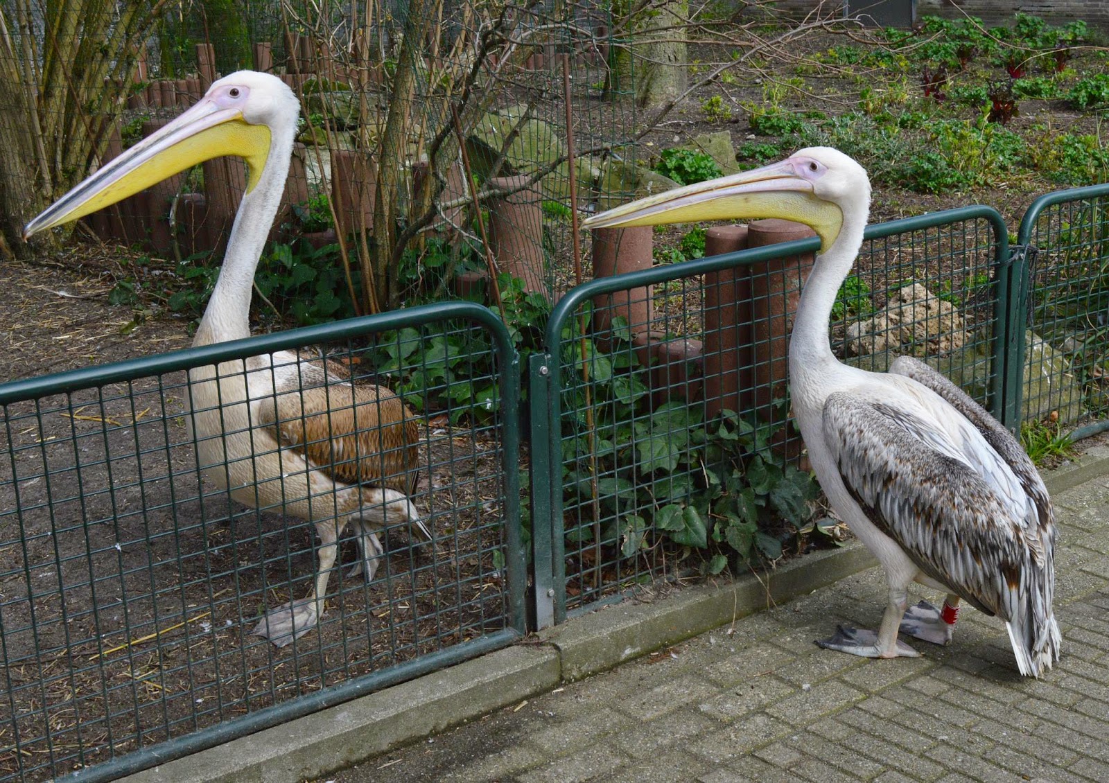 Pelican at Amsterdam zoo