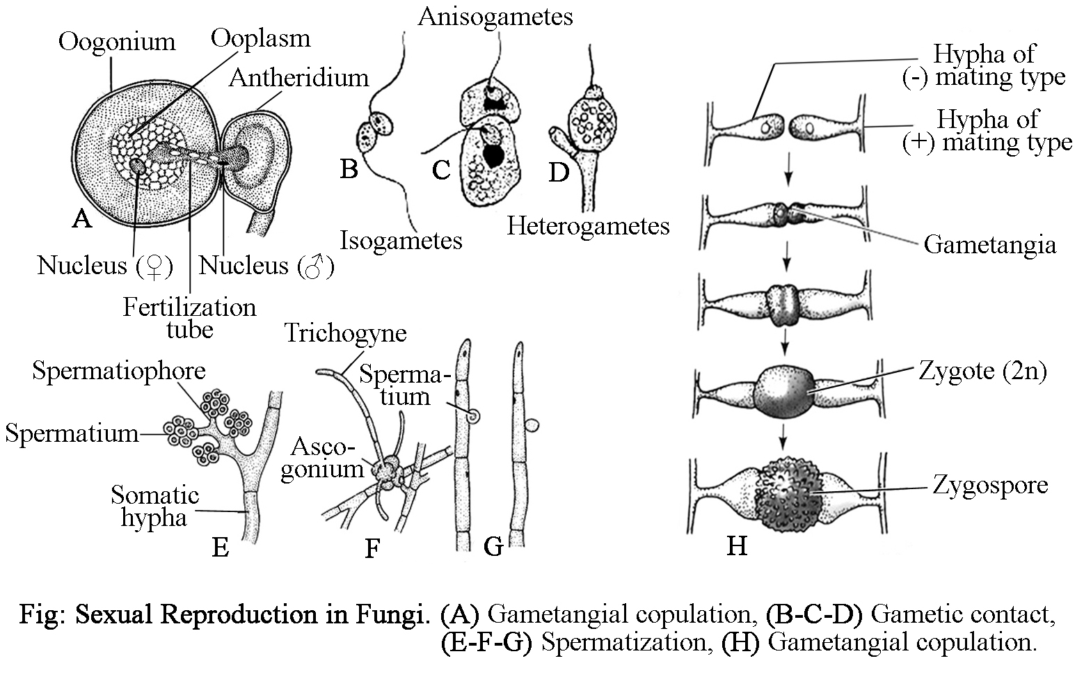 General Characteristics Of Fungi Habitat Nutrition