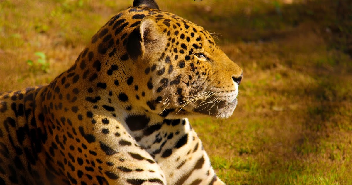 Sardar Ji Photography
