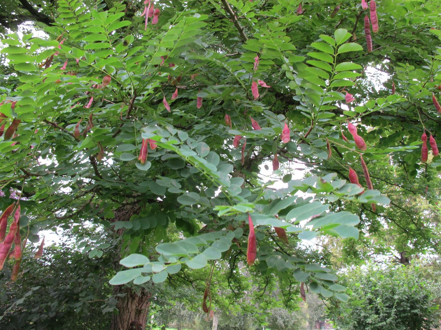 Figuur 21 Wortelaanpassing van de bonenplant voor lage… Download Scientific Diagram