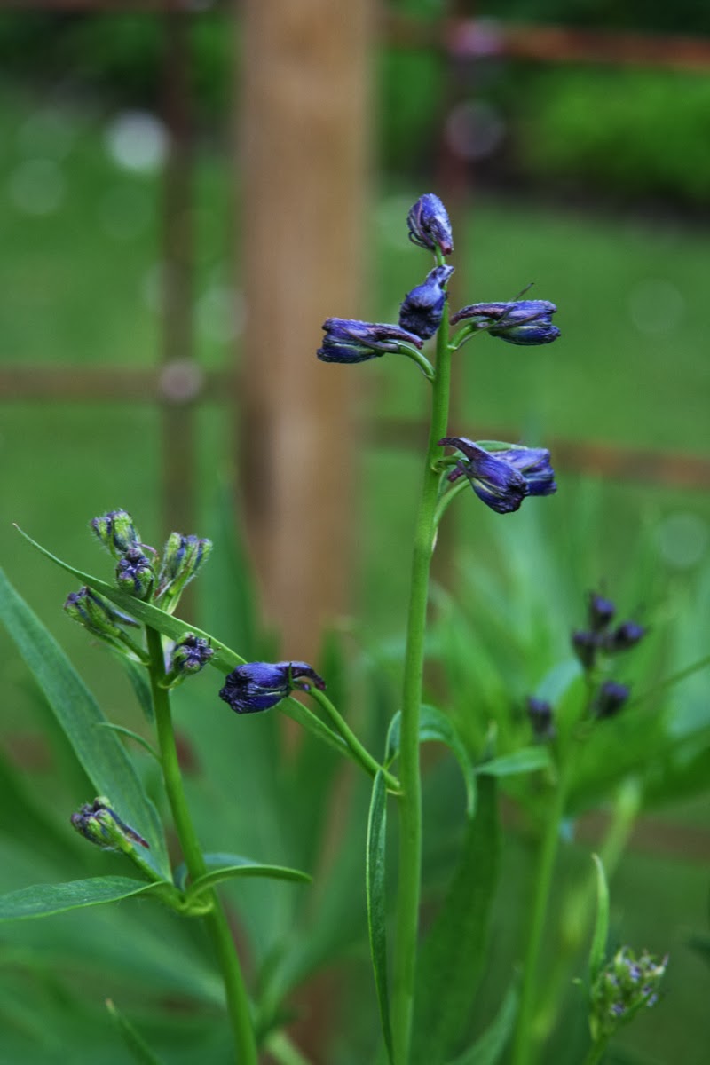 Millas Trädgård: En liten rabatt - en stor glädjespridare...