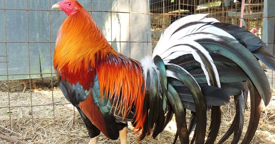 Granja R. Greer, Gallos Finos, Aves de exhibición y más Qué es el