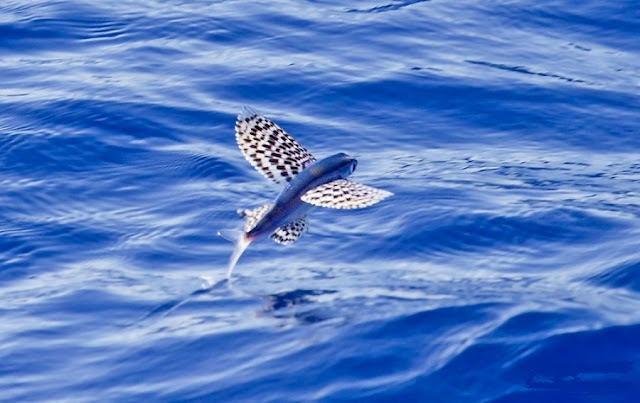 ΧΕΛΙΔΟΝΟΨΑΡΟ (FLYING FISH) photos - wallpapers | the fun bank