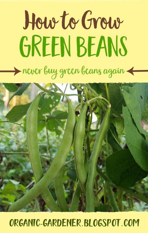 Tips for Growing Green Beans Organic Gardening