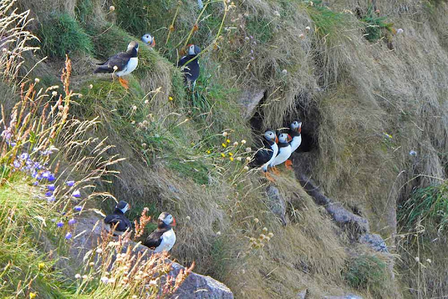 Showing eight puffins on grassy cliff
