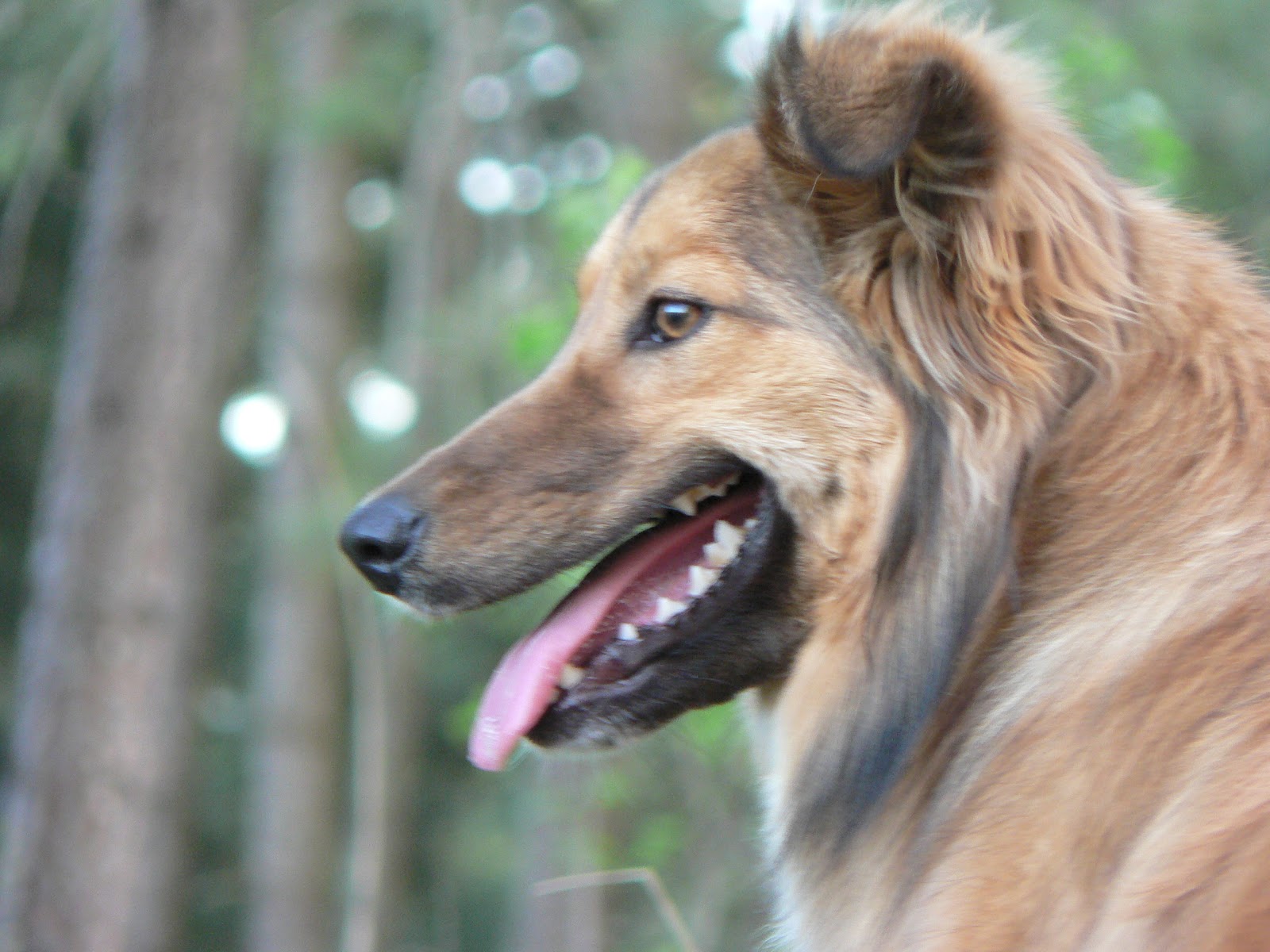 Okanagan Asparagus Farm Asparagus in Armstrong The farm dogs