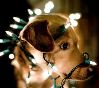 Resultado de imagen para perro comiendo luces de navidad