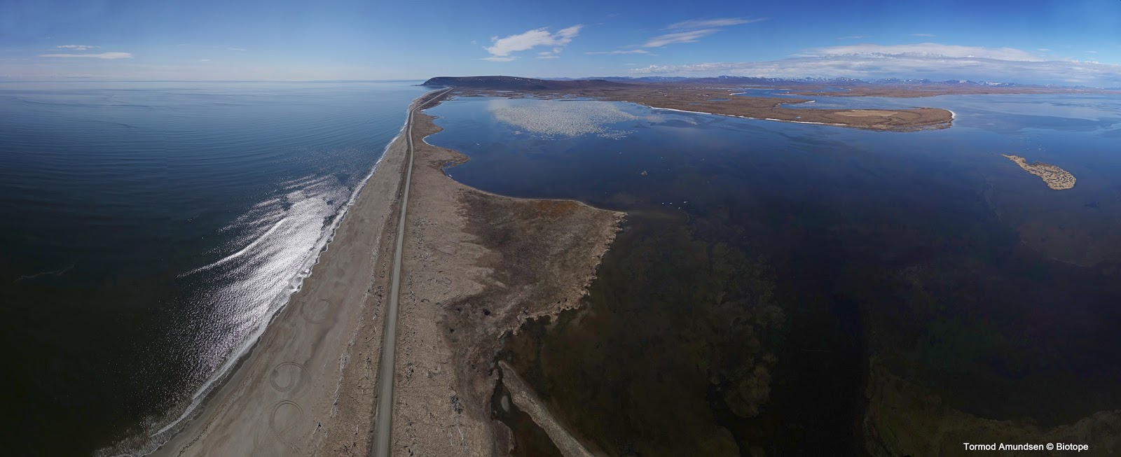 biotope Birding Nome, Alaska spring in the US Arctic