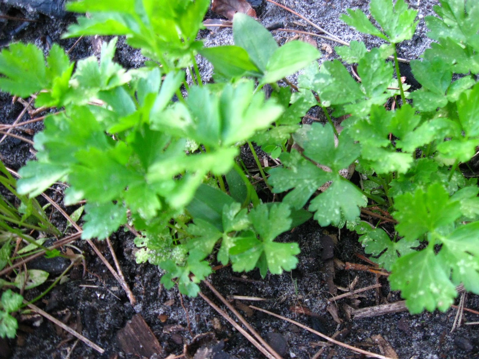 Growing Food in Florida What can we grow in November in Florida