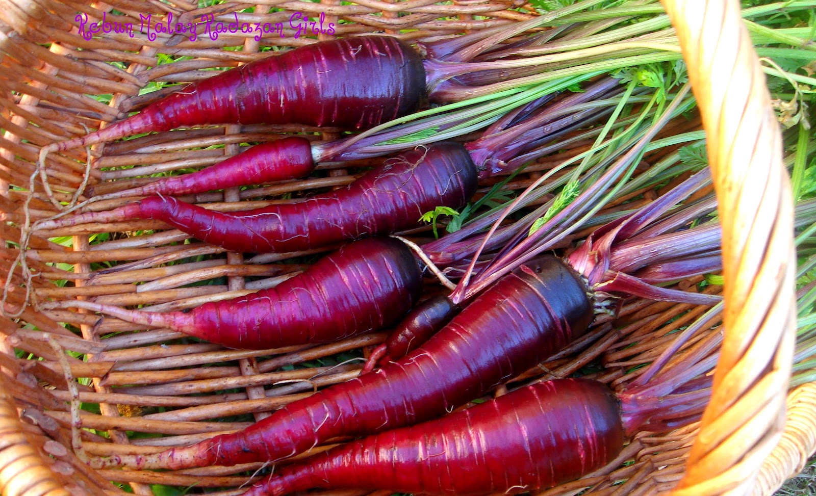 Kebun Bahagia Bersama: Heirloom Purple Dragon Carrot