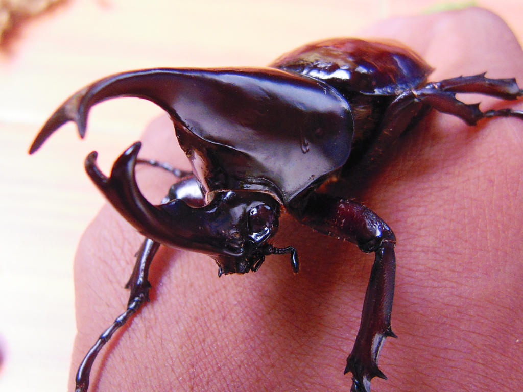 rhinoceros beetles rhinoceros beetles