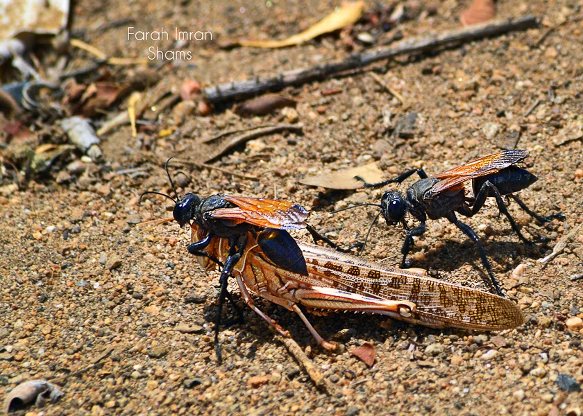 Birds of Saudi Arabia: Locust Swarm and Digger Wasps at Khamis Mushait ...