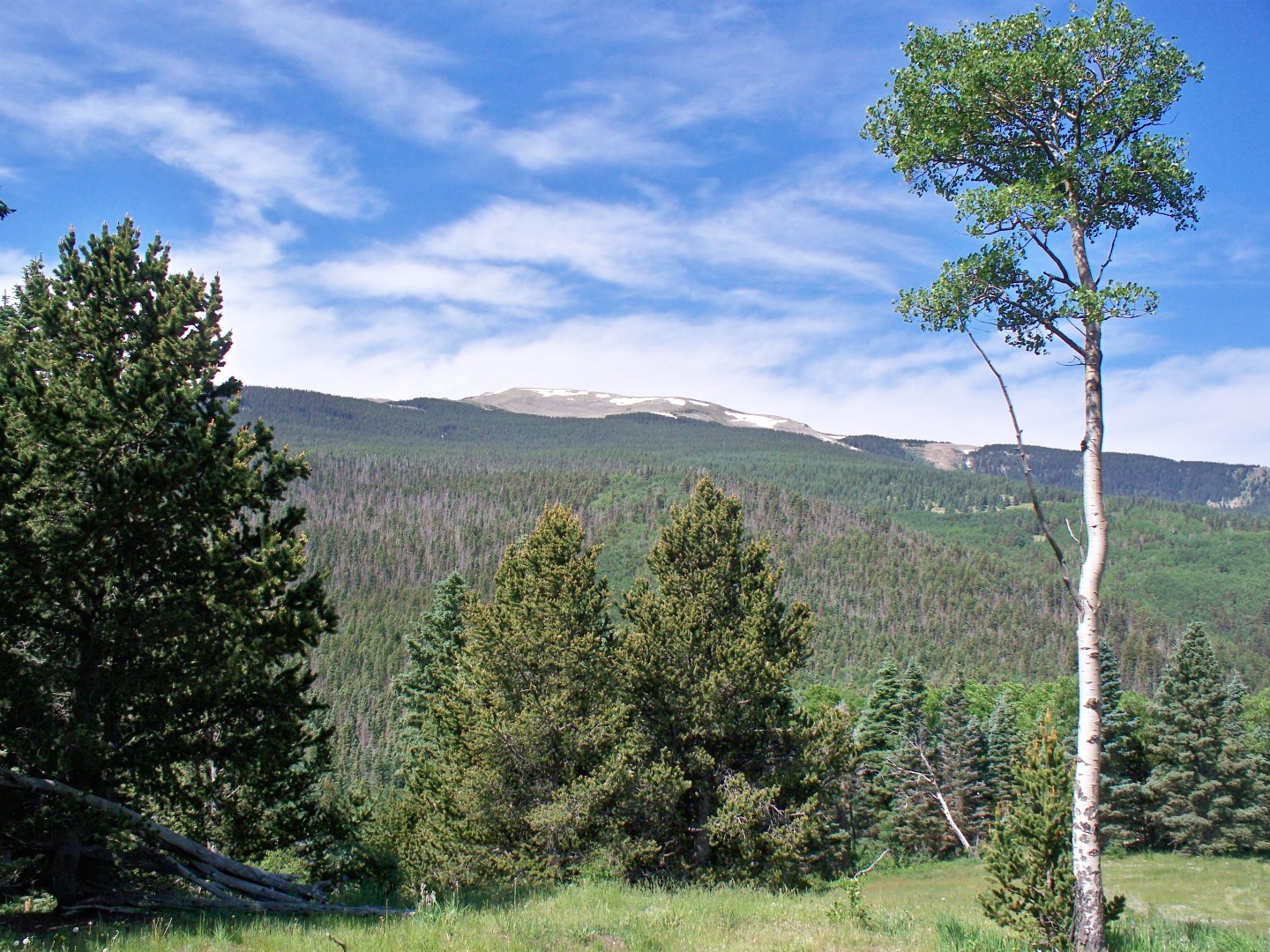 Stealth Survival Carson National Forest in New Mexico Adjusting to