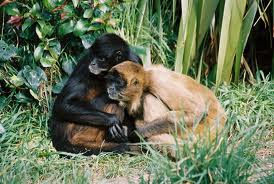 AnthroBlogia: Sociality and Mating Patterns of Primates