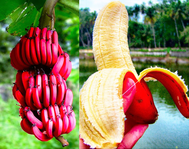 Red Banana (Australia)