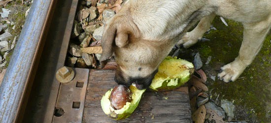 Alimentos Perigosos para os Cães - Abacate