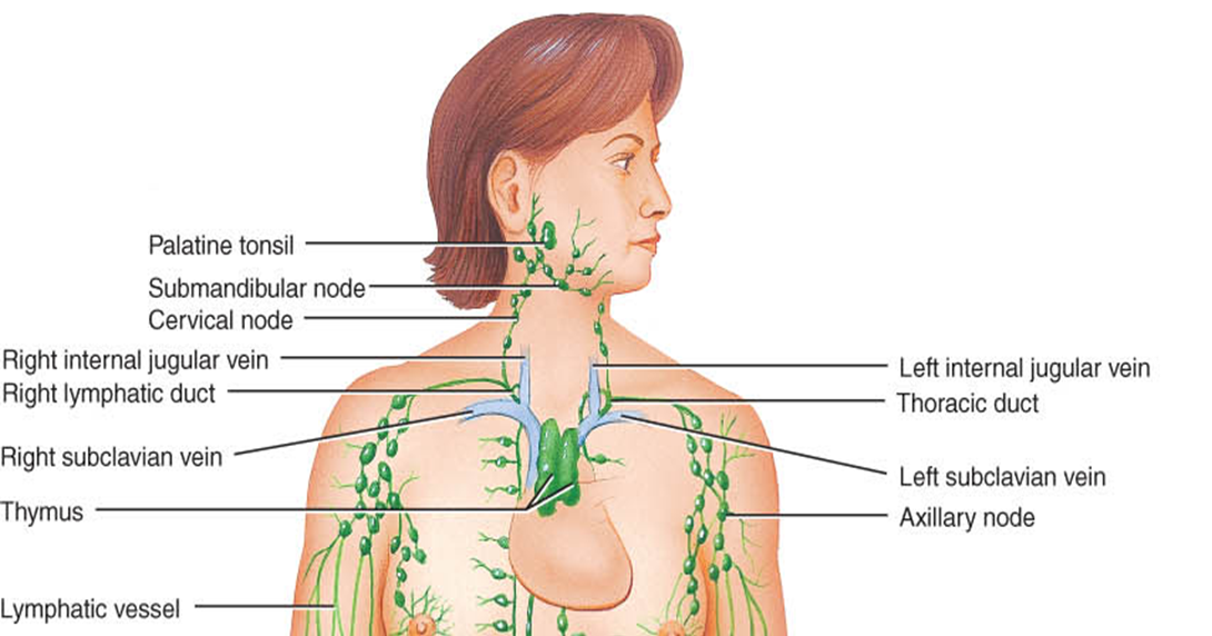 Увеличение лимфоузлов в легких причины. Лимфоузлы между ребрами расположение. Места расположения лимфоузлов. Расположение лимфоузлов на плечах. Лимфоузлы у человека.
