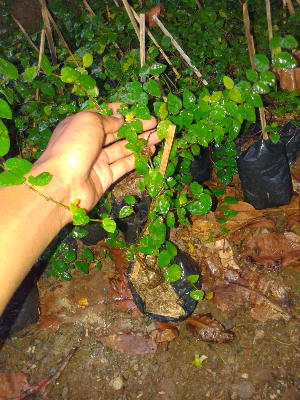 tukang taman jual pohon dolar tanaman rambat supplier tukang taman jual pohon dolar tanaman rambat supplier