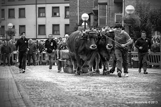 Prueba de bueyes en Mungía San Antontxu 2012