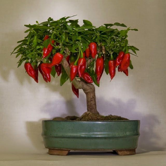 Panduan Cara Membuat Bonsai Cabe Petani TOP Panduan Cara Membuat Bonsai Cabe Petani TOP