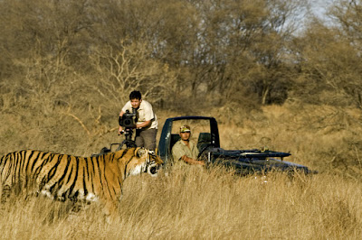 Wonderful Tiger Tours In Panna Tiger Reserve India