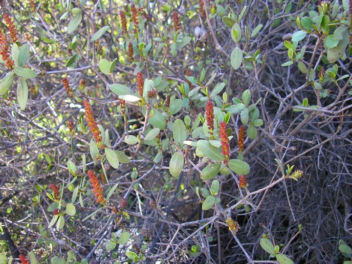 especies chilenas El Colliguay (Colliguaja odorifera)