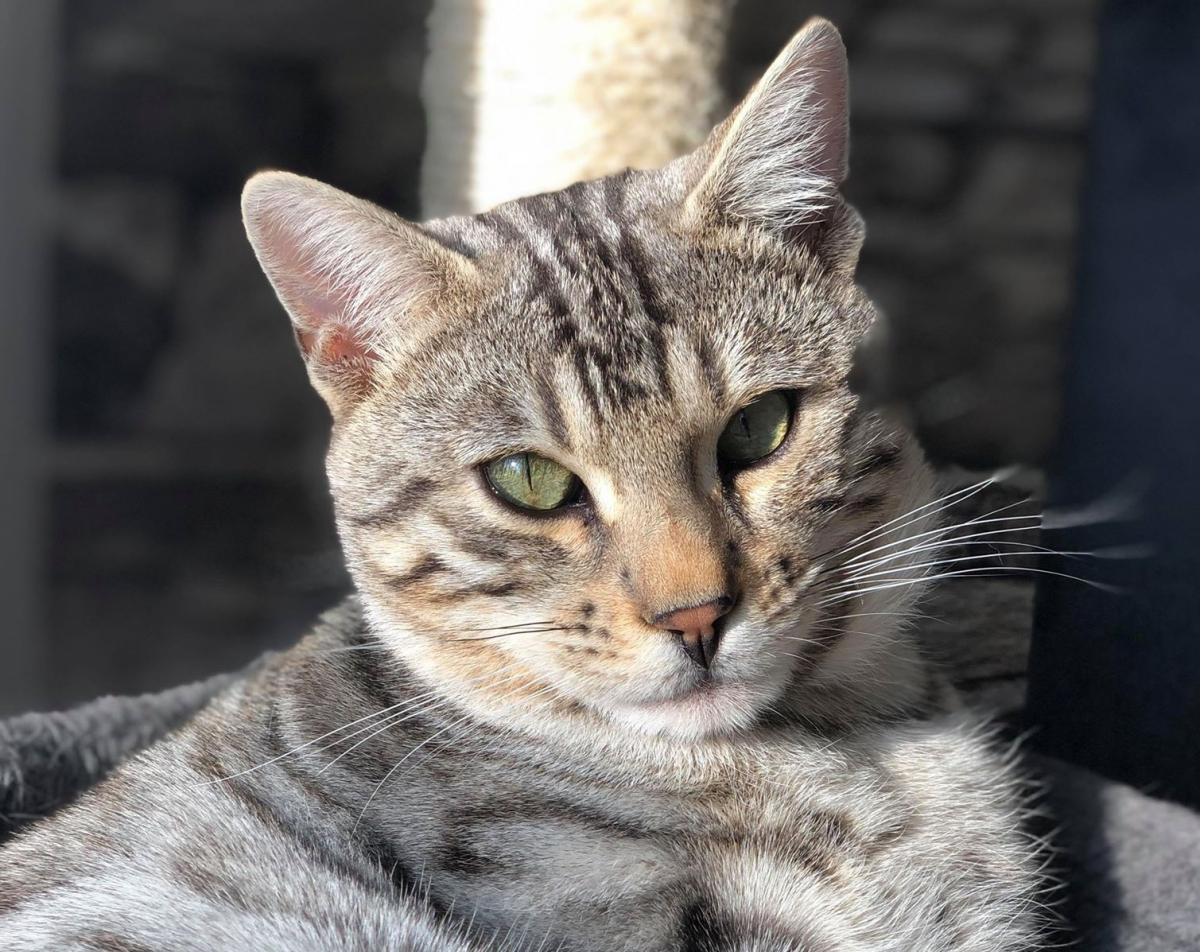 Signs and treatments for urinary tract infection in cats