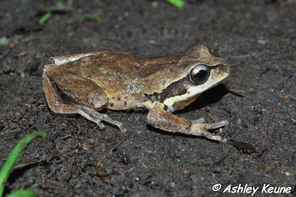 Australian Frogs Photography KEUNEA PHOTOGRAPHY Verreaux's Tree Frogs