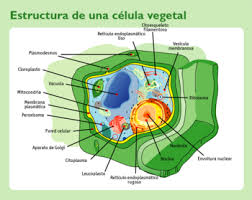 celula eucarionte vegetal