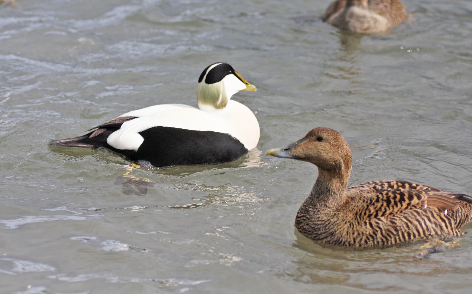 Simon and Karen Spavin Eider Ducks
