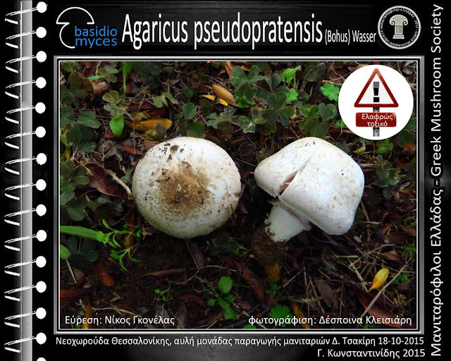 Agaricus pseudopratensis (Bοhus) Wasser