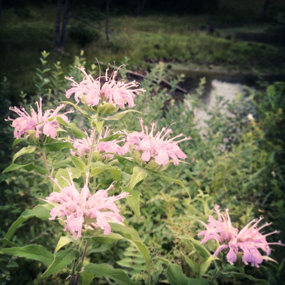 Morning Meanderings: 7.19 - Dr. Seuss Flowers