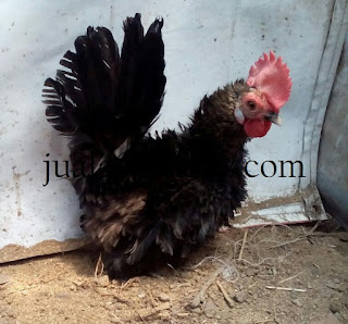 Galeri Foto Ayam Kate Walik Terbaru 5 Foto Ayam Kate Walik Terbaru Jual Ayam Hias Ayam Kate Walik Dewasa