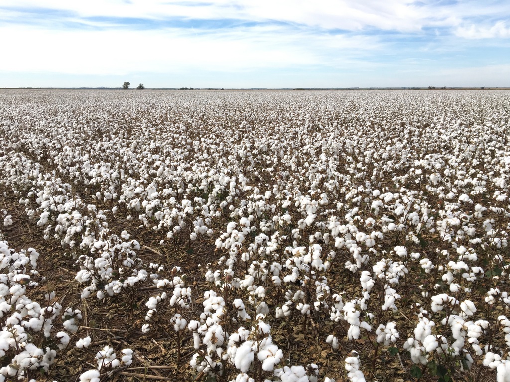 Land of LIQUID Acres and Acres of Beautiful Cotton